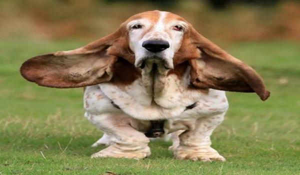 三角洲寻血猎犬怎么下载(三角洲寻血猎犬哪个版本可以下载?) 三角洲寻血猎犬怎么下载(三角洲寻血猎犬哪个版本可以下载?)